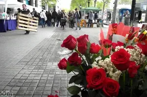 Contacto sobre rosas de Sant Jordi y envíos